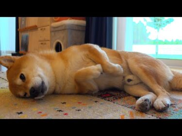 トラウマ再び？大雨で柴犬が散歩を放棄する‥異例の事態に。