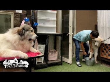 穴掘りで真っ黒になったリリーとトリミング台に居座るベルです　Great Pyrenees　グレートピレニーズ