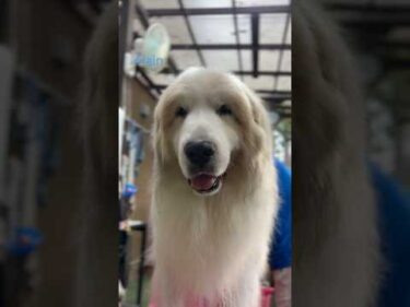 Alain アラン #greatpyrenees #todaysrunrun #グレートピレニーズ #今日のルンルン