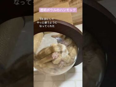透明ボウルからながめる肉球団子。#茶トラ猫 名前はちゃこ