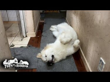 お父さんの部屋を荒らしすっかり疲れて眠るリリーです　Great Pyrenees　グレートピレニーズ
