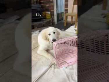 Lily リリー #greatpyrenees #todaysrunrun #グレートピレニーズ #今日のルンルン