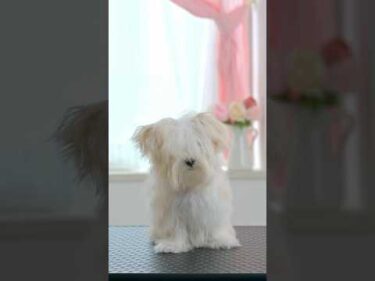 前が見えないほど長ーい前髪を切ると・・・！#shorts  #子犬 #トリミング #asmr #ヘアカット