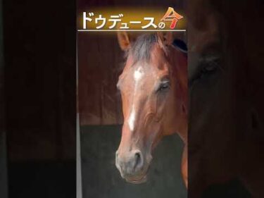 【ドウデュースの今】種牡馬になったドウデュースの最新映像 #ドウデュース #社台スタリオンステーション #競馬 #horse