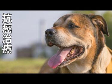 【骨肉腫と戦う保護犬】リンちゃん2回目抗癌治療
