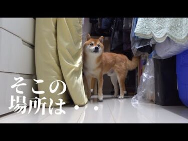 父の四十九日で‥柴犬は優しい異変を見せました。