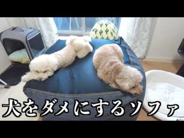 人をダメにするソファーをプレゼントしたら犬も溶けましたｗ【トイプードル】