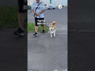 車で迎えに行ったら元気だった｜PECO