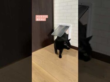黒ねこのむーくん（黒六）もペットドア通れるよ