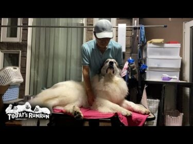 新たな縄張り？トリミング台で腰を据えてなかなか降りないベルです　Great Pyrenees　グレートピレニーズ