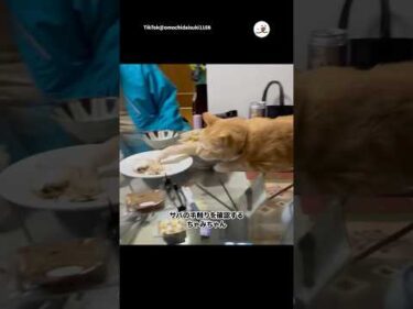 恐る恐る手を伸ばす猫｜PECO