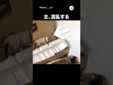 思いもよらぬ出来事｜PECO