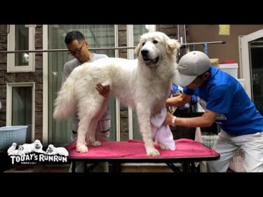 トリミング台の上ではソワソワ落ち着きのないリリーです　Great Pyrenees　グレートピレニーズ