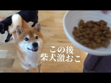 実家に皿を忘れて柴犬激おこ！可愛すぎる犬語の猛抗議を受けました…。