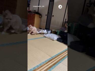 ルンルンで遊びに誘ったのに｜PECO