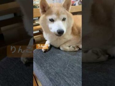 柴犬りんご11歳と黒猫むーちゃん1歳仲良く休憩 #柴犬 #黒猫