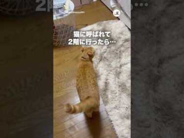 🐱「ちょっと来て〜」｜PECO