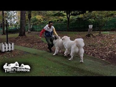 久しぶりに息子（格下）と鬼ごっこを楽しんだベルです　Great Pyrenees　グレートピレニーズ