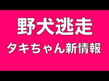 【野犬逃走】タキちゃん逃げた近隣にて目撃情報あり