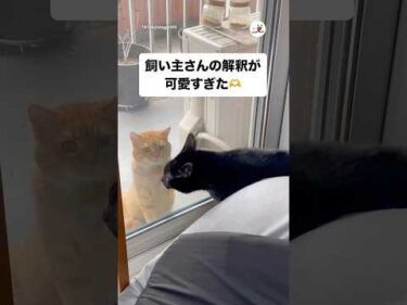 違うけど「かわい〜」と聞こえてしまう😂｜PECO