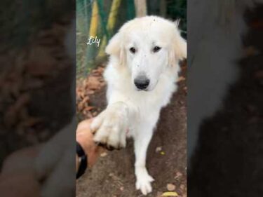Lily リリー #greatpyrenees #todaysrunrun #グレートピレニーズ #今日のルンルン