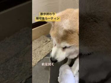 14歳柴犬いちご、散歩おわりの帰宅後ルーティン。#柴犬 #shibainu