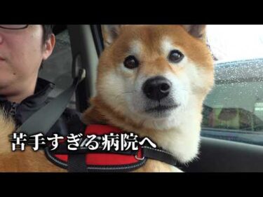 病院が怖すぎて泣きそうな柴犬。でも不安そうな表情が可愛すぎる。
