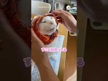 すっごい似合ってる｜PECO