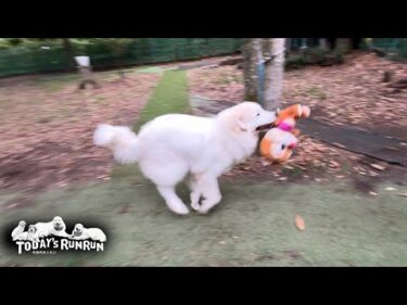 デールをぶん回しマグロは解体…お転婆最高潮のリリーです　Great Pyrenees　グレートピレニーズ