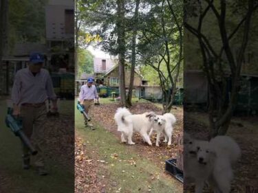 Belle ベル Lily リリー #greatpyrenees #todaysrunrun #グレートピレニーズ #今日のルンルン