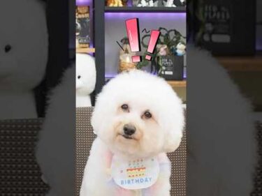 撮影中に大変失礼しちゃうプードルです🐶#犬のしつけ #プードル #dog