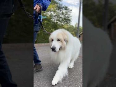 Alain アラン #greatpyrenees #todaysrunrun #グレートピレニーズ #今日のルンルン