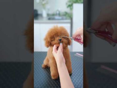 ぬいぐるみに大変身✨可愛すぎるトイプーの子犬 #子犬 #犬のいる暮らし #癒し