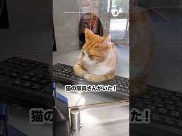 お隣の窓口に行ったら…🐱｜PECO