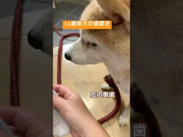 11歳柴犬りんごの歯みがき。#柴犬 #shibainu