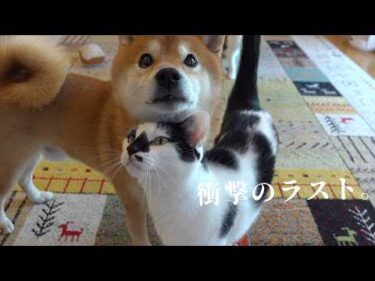 柴犬に猫語で迫る猫！最後の展開が正直激萌えです。。