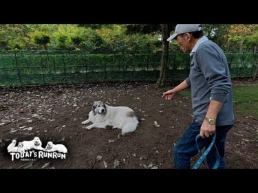 ブラッシングから逃亡するも追手がお父さんだと比較的アッサリ捕まるベルです　Great Pyrenees　グレートピレニーズ
