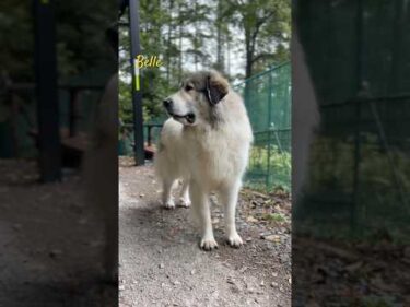 Belle ベル #greatpyrenees #todaysrunrun #グレートピレニーズ #今日のルンルン