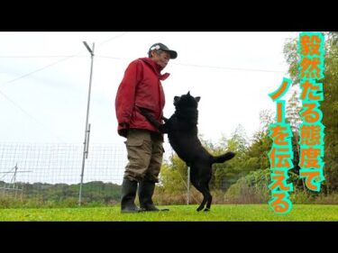 【犬の問題行動】犬にNGを伝える最適なボディコレクションのコツ