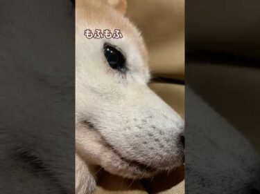 柴犬の燐五（りんご）至近距離でモフモフ　#柴犬 #shibainu