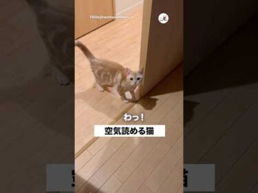 これ驚いた方がいいのか？と思う猫｜PECO