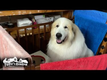 リリーだけ美味しいご飯を食べているのでは…と疑っているアランです　Great Pyrenees　グレートピレニーズ