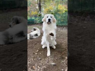 Belle ベル #greatpyrenees #todaysrunrun #グレートピレニーズ #今日のルンルン