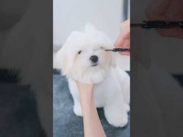 白い天使みたいなマルチーズの子犬 #子犬 #犬のいる暮らし #癒し
