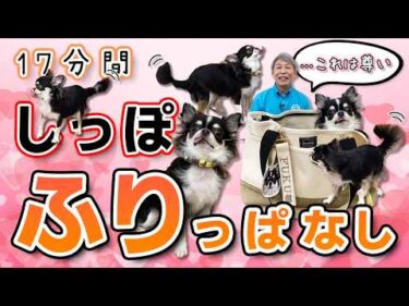 【これは尊い】チワワが自分からキャリーバッグに入る練習🐶✨【犬のしつけ】