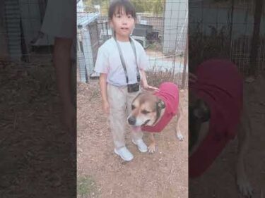 保護犬と共に生きる　#大型犬のいる生活 #骨肉腫 #断脚手術