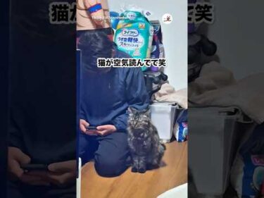 一緒にしょんぼり｜PECO