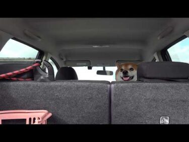 辛いことが続き10月の予定全部キャンセルになったので柴犬を連れ出した。