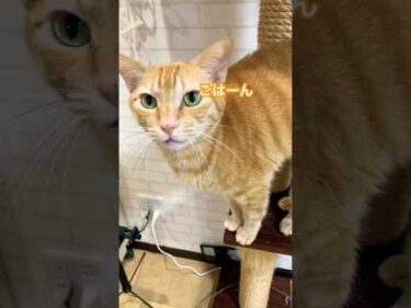 「ごはん」と聞こえなくもないちゃこ。#茶トラ猫