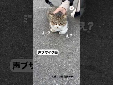 声がブサイクな猫さん｜PECO